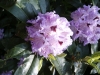 Rhododendron