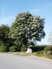 Mehlbeerbaum