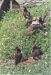 Puffins